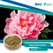 Peony flower